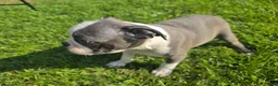 Boston Terrier dogs for sale: Boston Terrier Male 2 - Ad 3