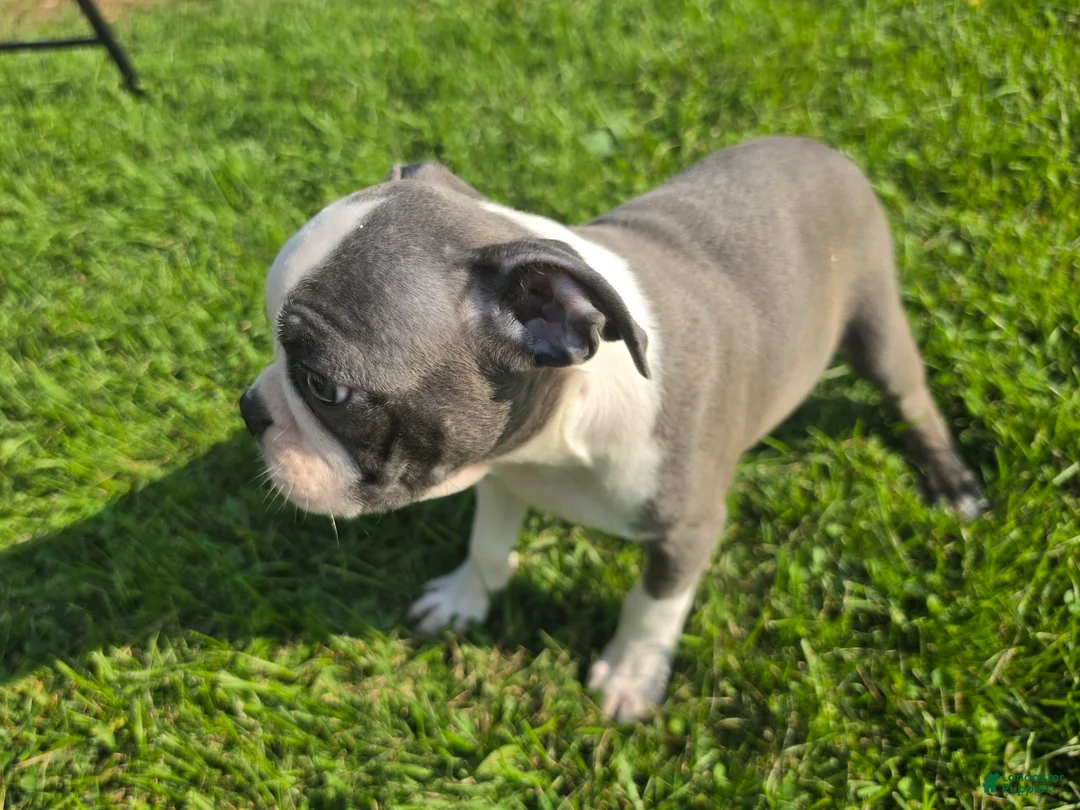 Boston Terrier dogs for sale: Boston Terrier Male 2 - Ad 3