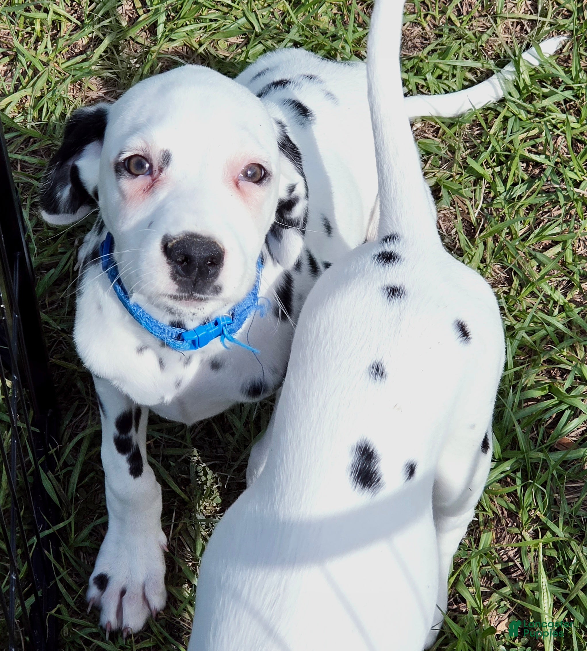 Dalmatian dogs Blue Sky - Ad 2