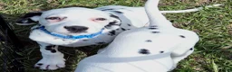 Dalmatian dogs for sale: Blue Sky - Ad 2