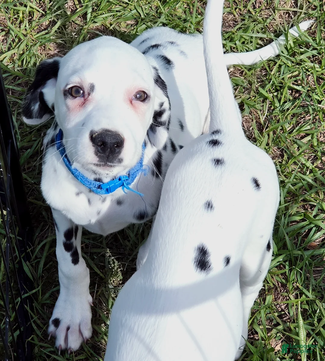 Dalmatian dogs for sale: Blue Sky - Ad 2