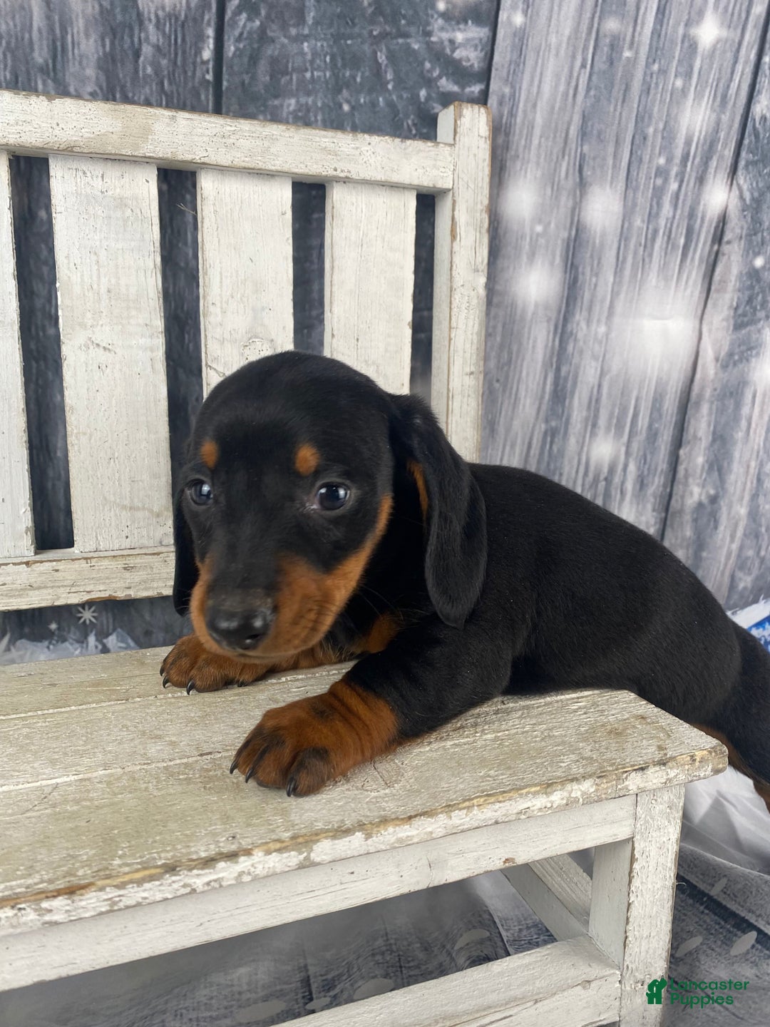 Miniature Dachshund dogs for sale: Johnny - Ad 7