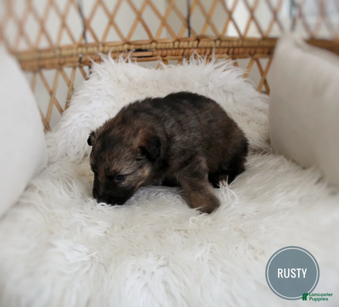 Mixed Breed dogs for sale: Rusty  - Ad 3