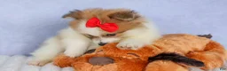 Pomeranian dogs for sale: Eric🐾 - Ad 3
