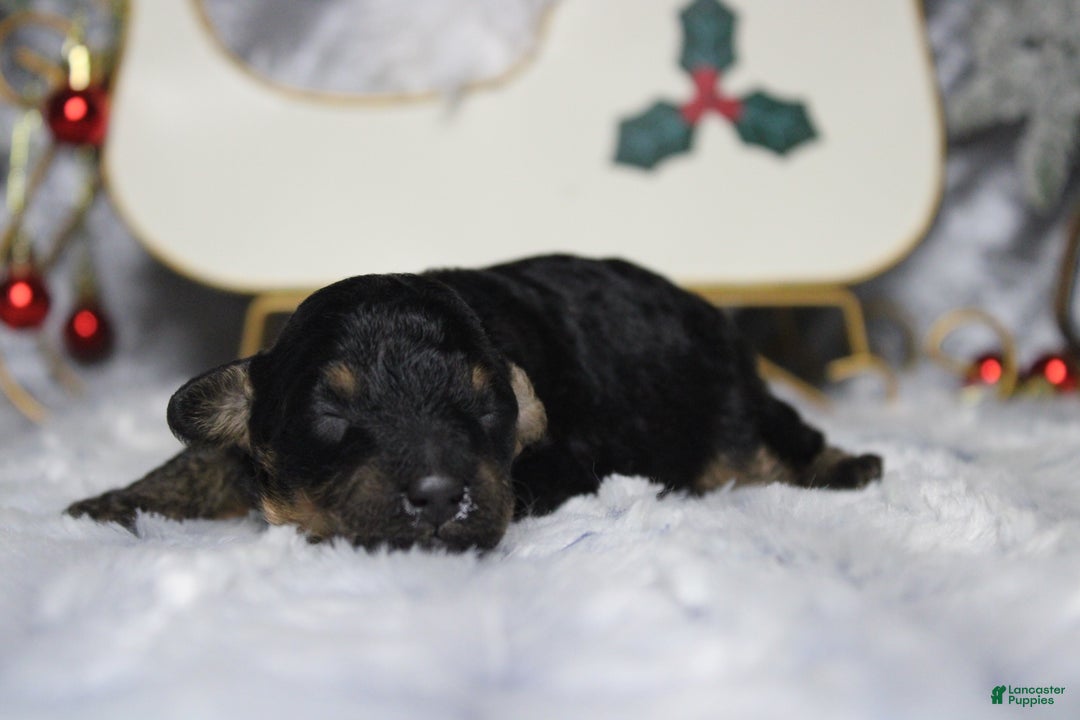 Toy Poodle dogs for sale: Jasper  - Ad 6