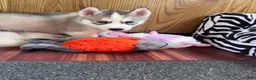 Siberian Husky dogs for sale: Indy AKC - Ad 5
