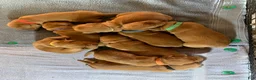 Golden Retriever dogs for sale: Azlan - Ad 11
