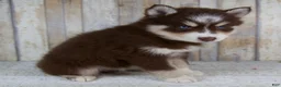 Pomsky dogs for sale: Bear - Ad 5