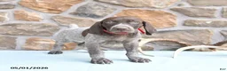 German Shorthaired Pointer dogs for sale: Faith - Ad 2