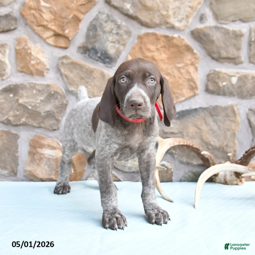 German Shorthaired Pointer dogs for sale: Faith - Ad 2