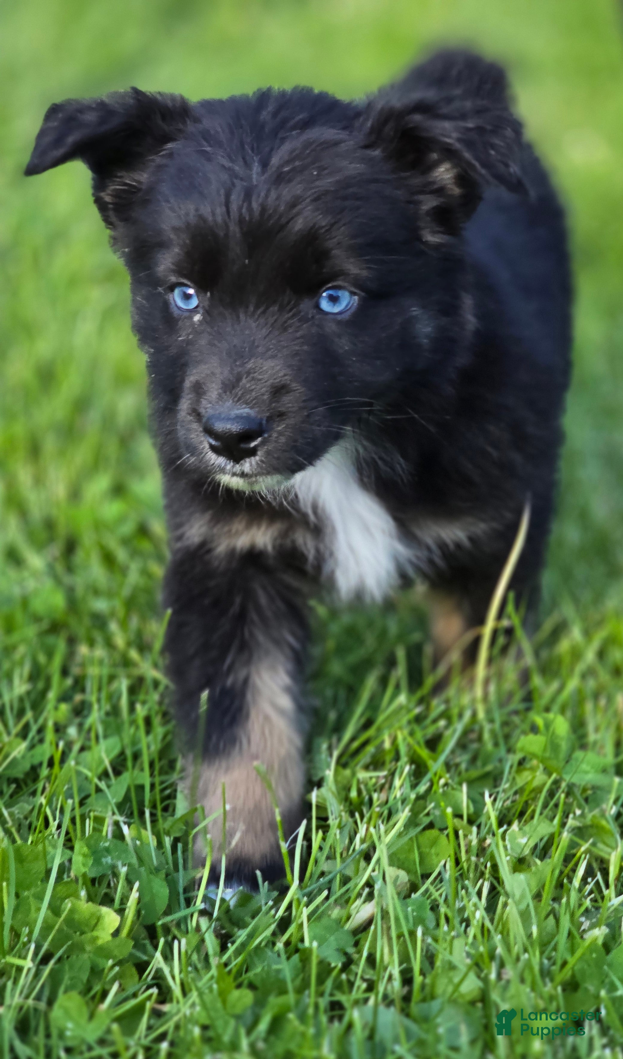 Australian Shepherd dogs Domino blue eyes - Ad 1