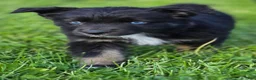 Australian Shepherd dogs for sale: Domino blue eyes - Ad 1
