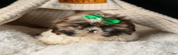 Shih Tzu dogs for sale: RUSTY - Ad 4
