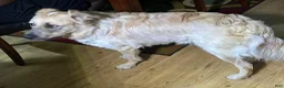 Mixed Breed dogs for sale: Mixed Breed 1 - Ad 2