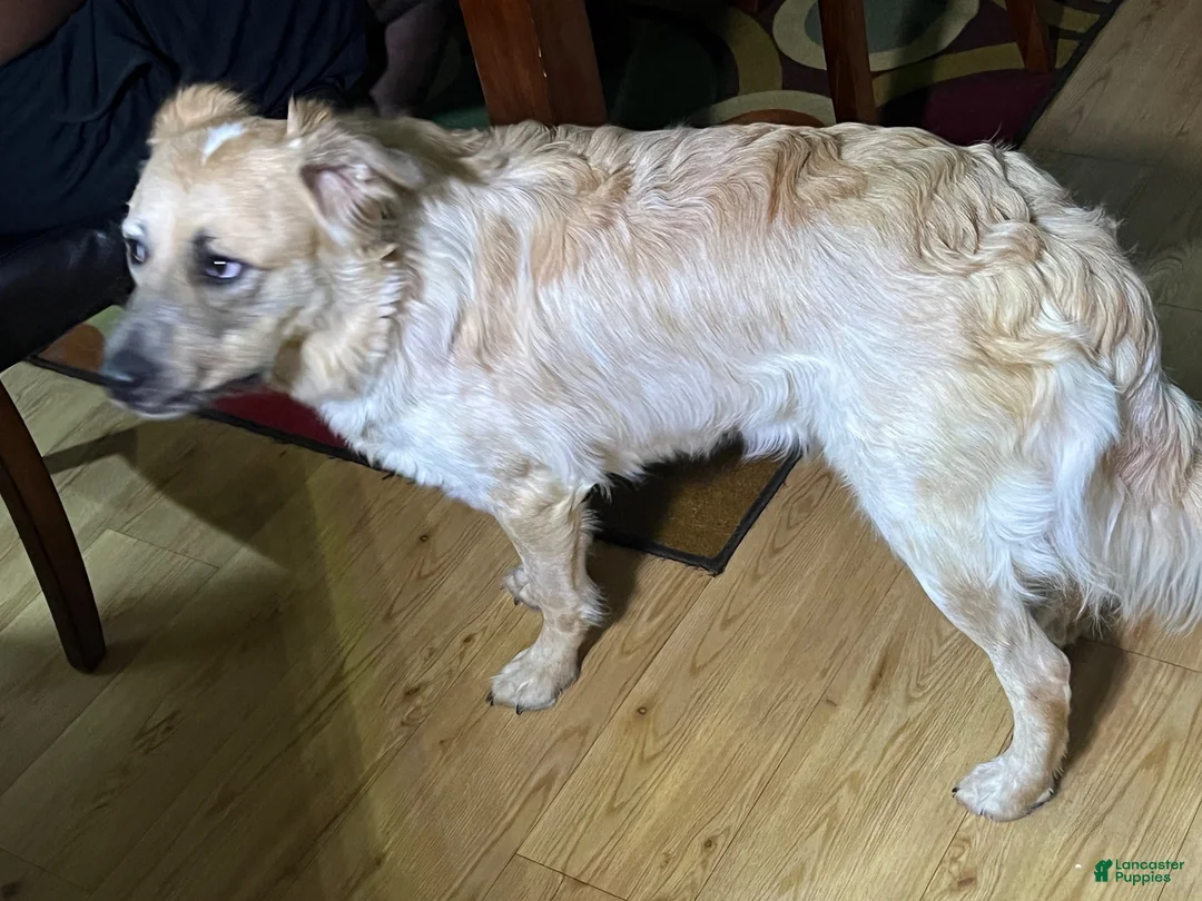 Mixed Breed dogs for sale: Mixed Breed 1 - Ad 2