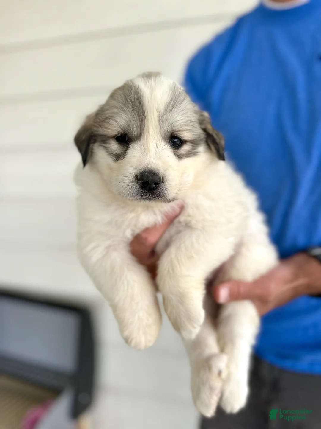 Great Pyrenees dogs for sale: Queen - Ad 3