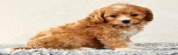 Cavapoo dogs for sale: Vanessa - Ad 8