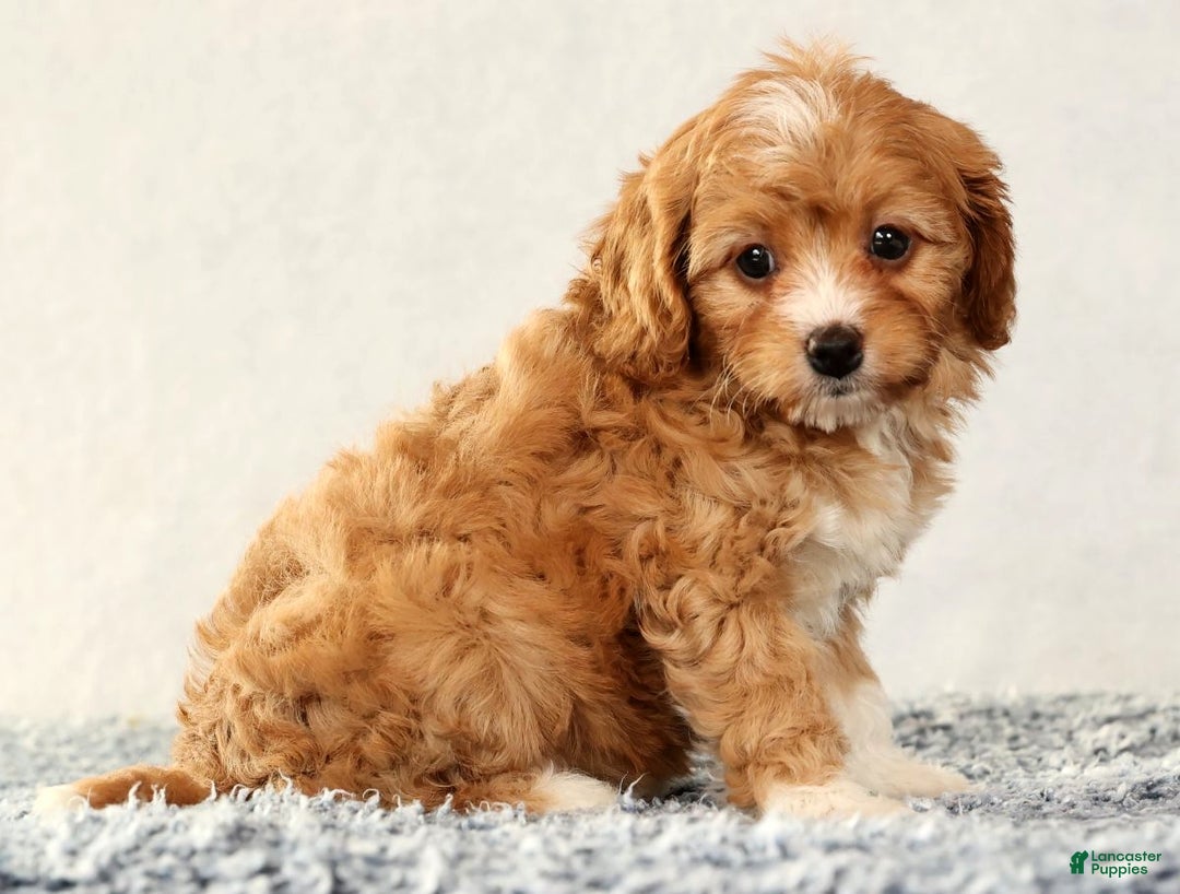 Cavapoo dogs for sale: Vanessa - Ad 8