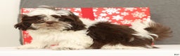 Shih Tzu dogs for sale: Elmo - Ad 3