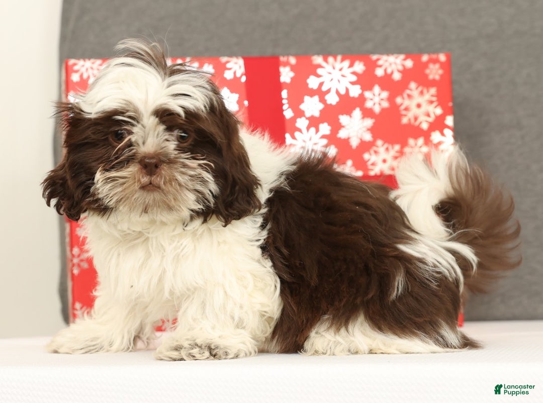 Shih Tzu dogs for sale: Elmo - Ad 3