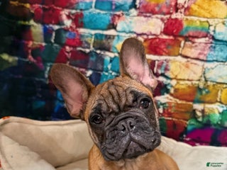 French Bulldog dogs - Ad 39