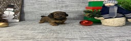 Miniature Dachshund dogs for sale: Nora - Ad 3