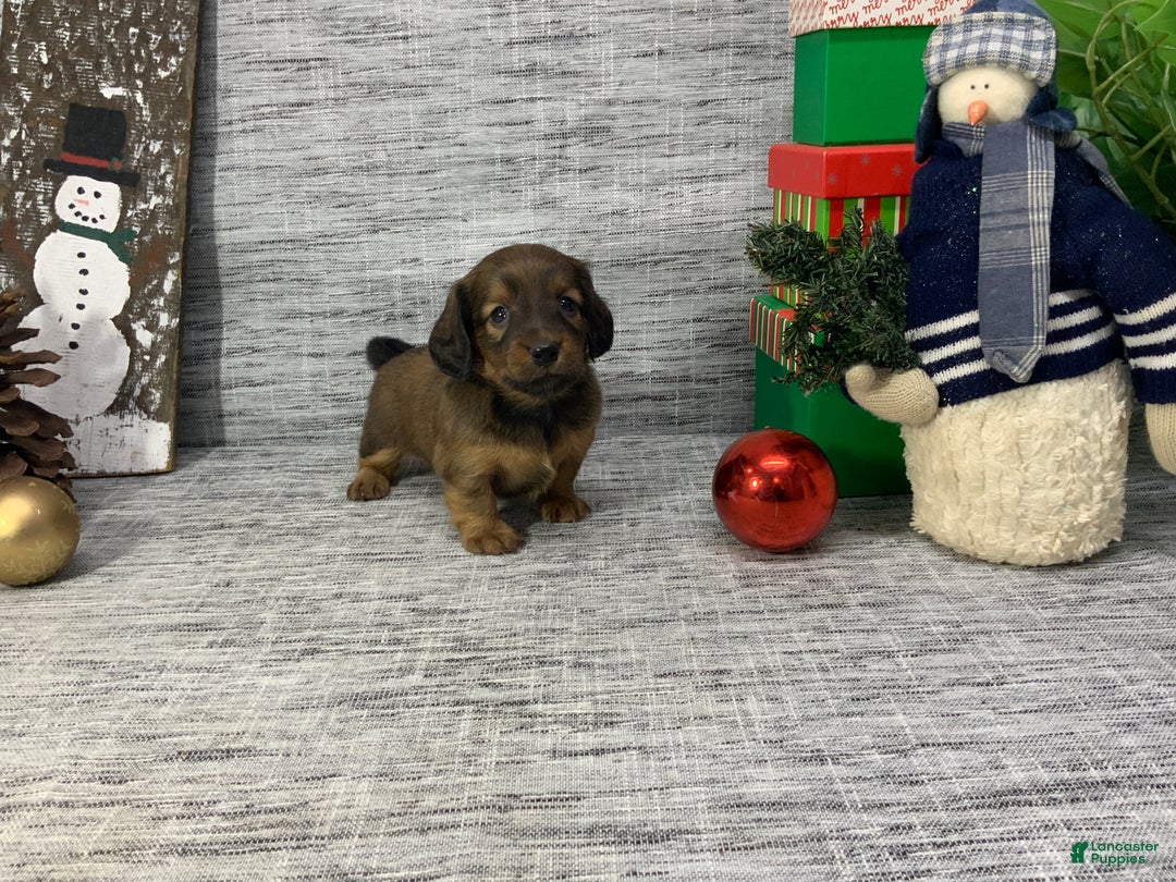 Miniature Dachshund dogs for sale: Nora - Ad 3