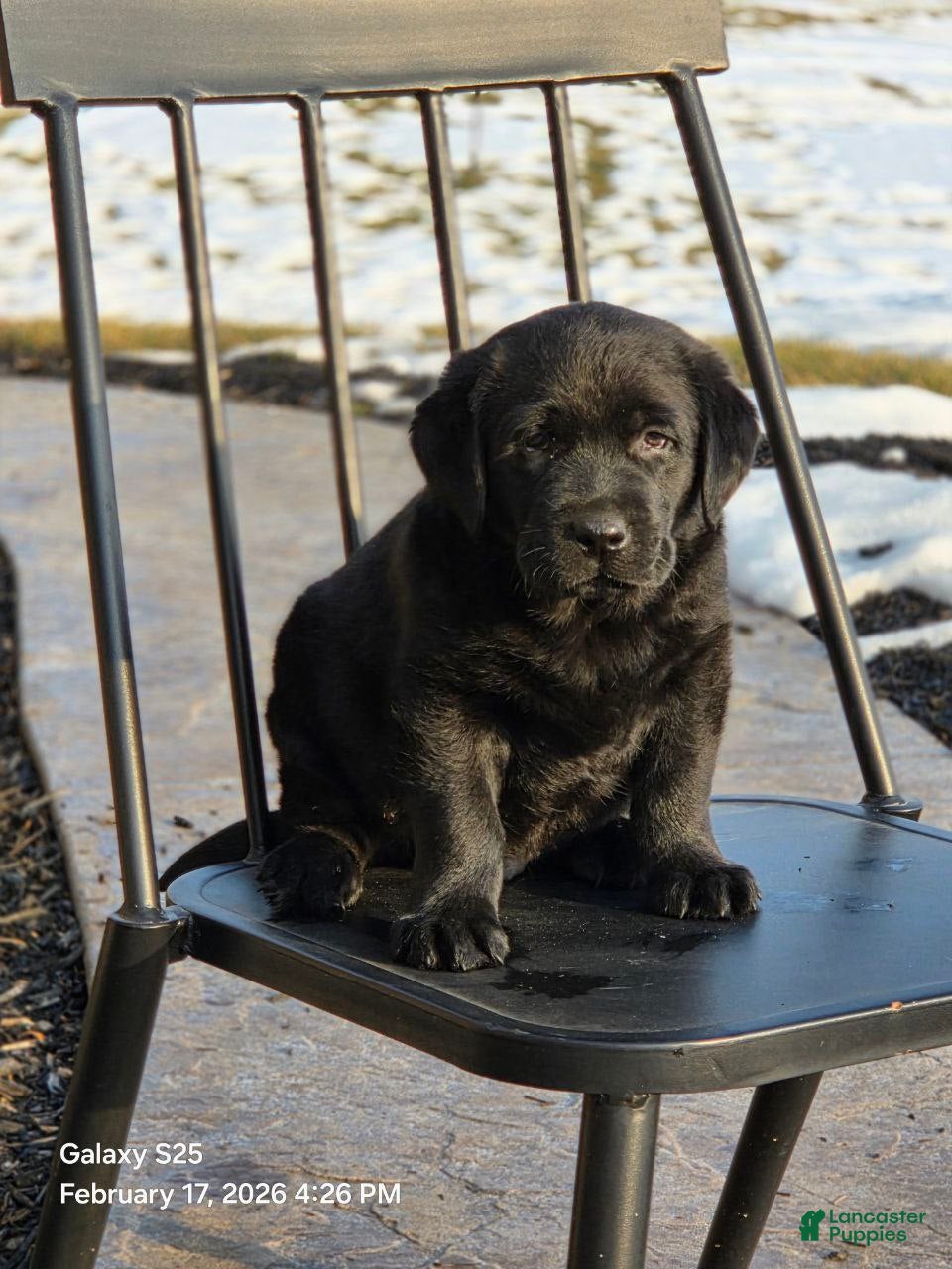 Labrador Retriever dogs Labrador Retriever Puppy 1 - Ad 1