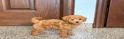 Maltipoo dogs for sale: Kyle - Ad 14