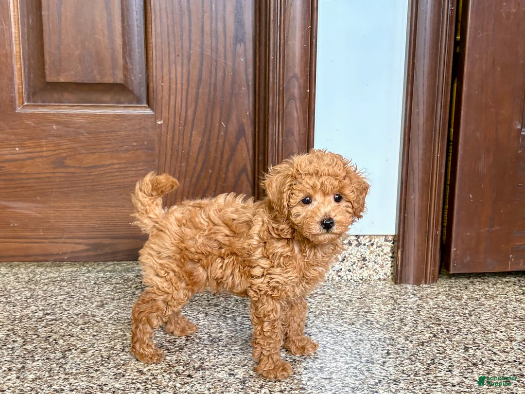 Maltipoo dogs for sale: Kyle - Ad 14