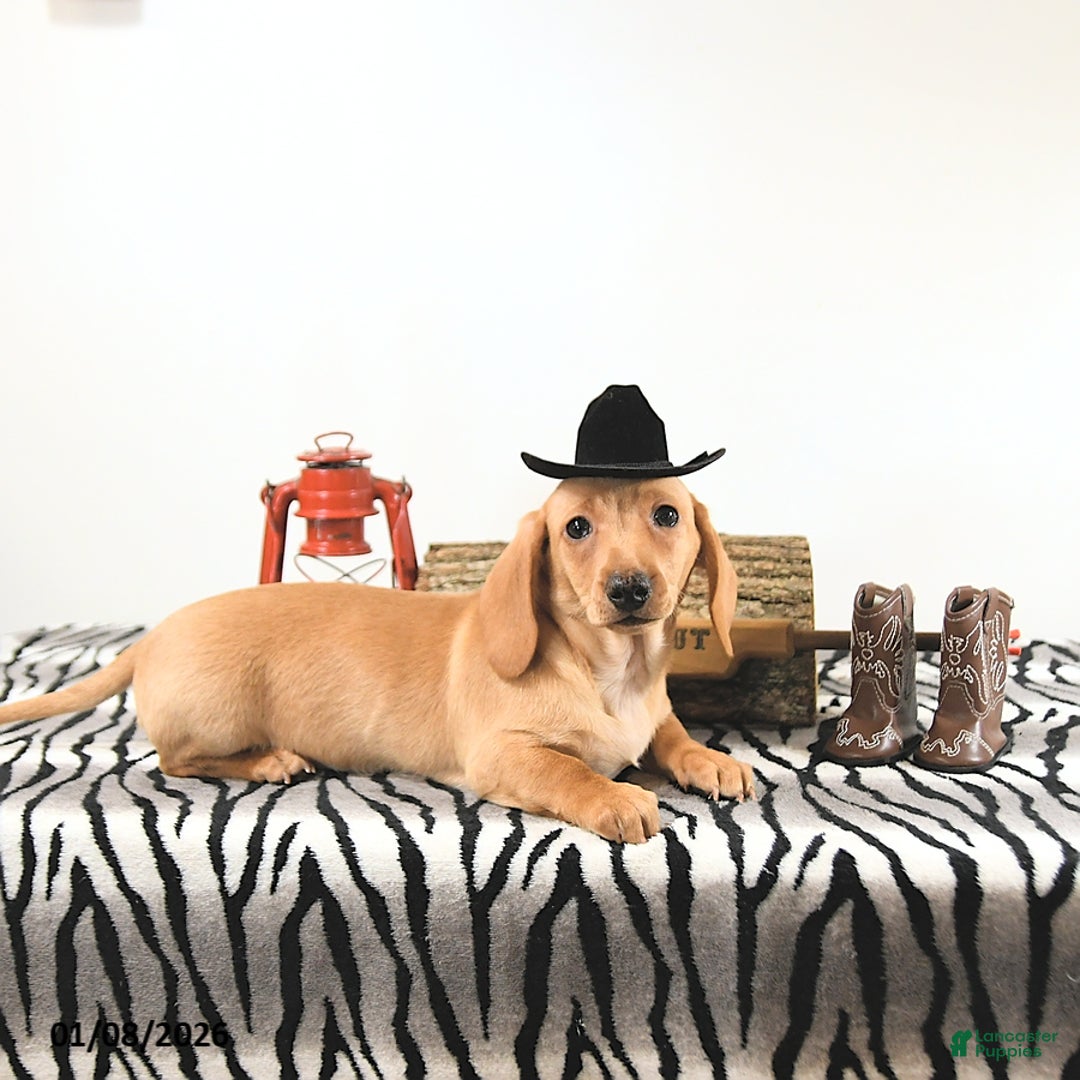 Miniature Dachshund dogs for sale: Benny - Ad 3