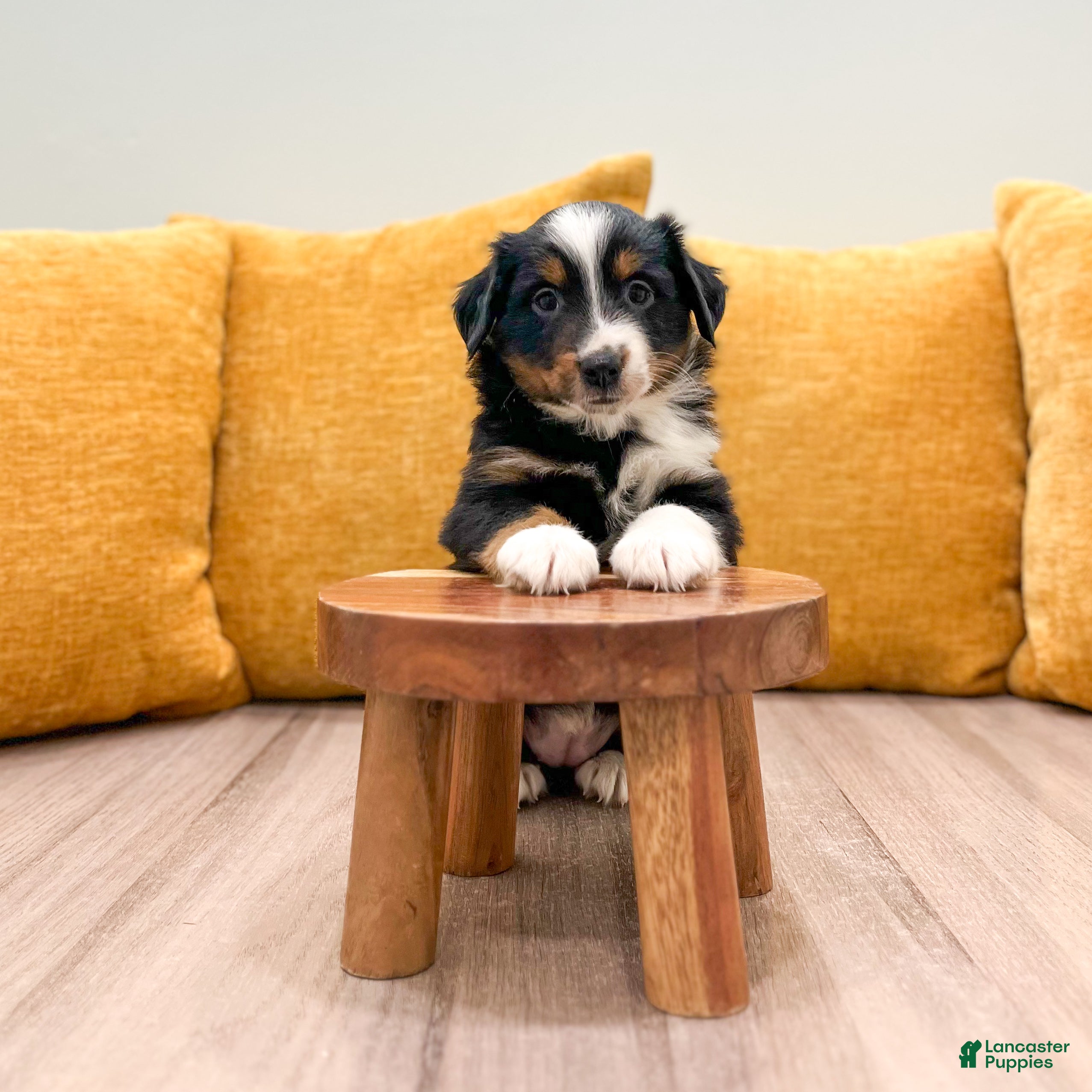 Miniature Australian Shepherd dogs Dawn - Ad 2