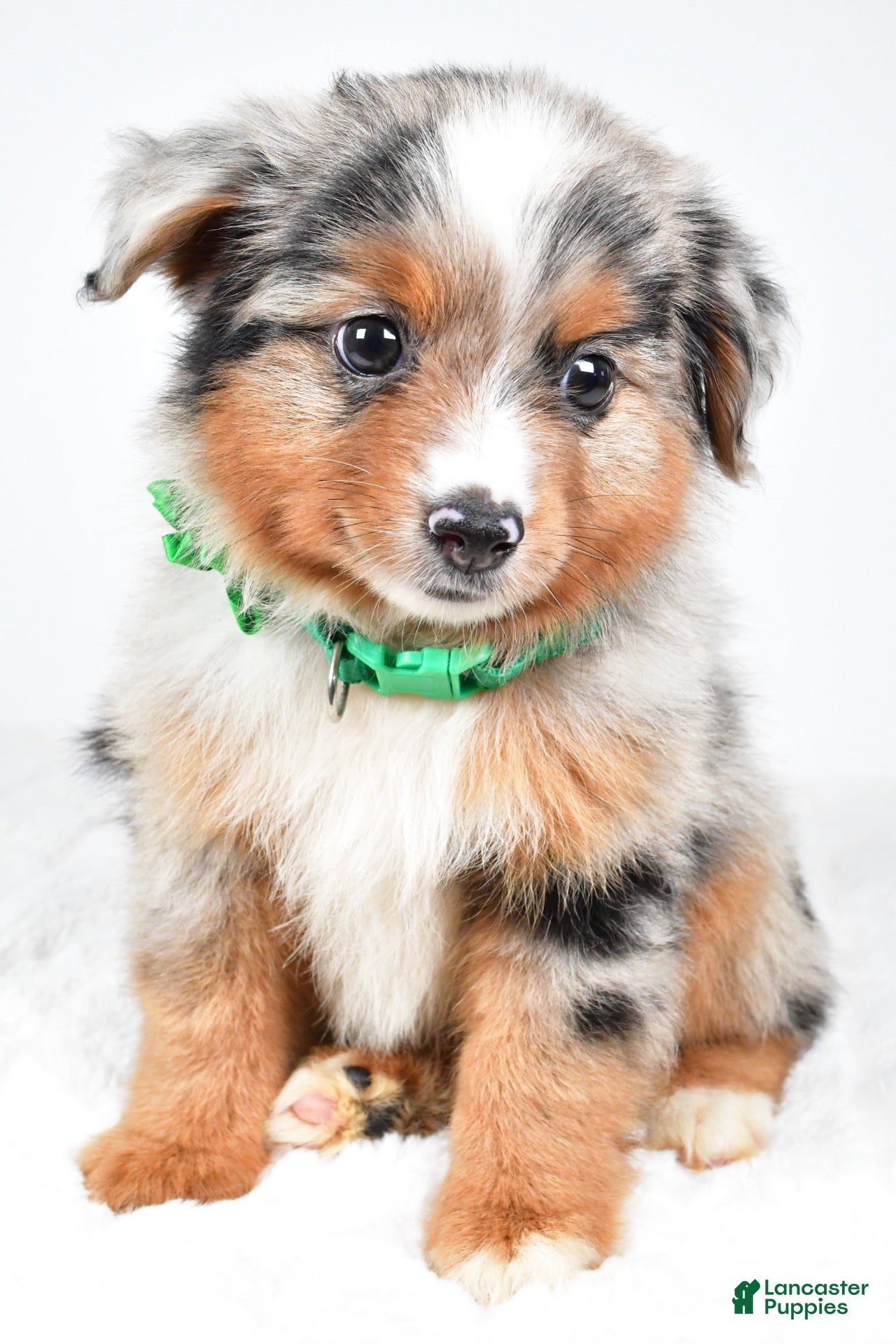 Miniature Australian Shepherd dogs Alyssa - Ad 1