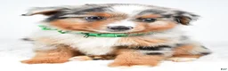 Miniature Australian Shepherd dogs for sale: Alyssa - Ad 1