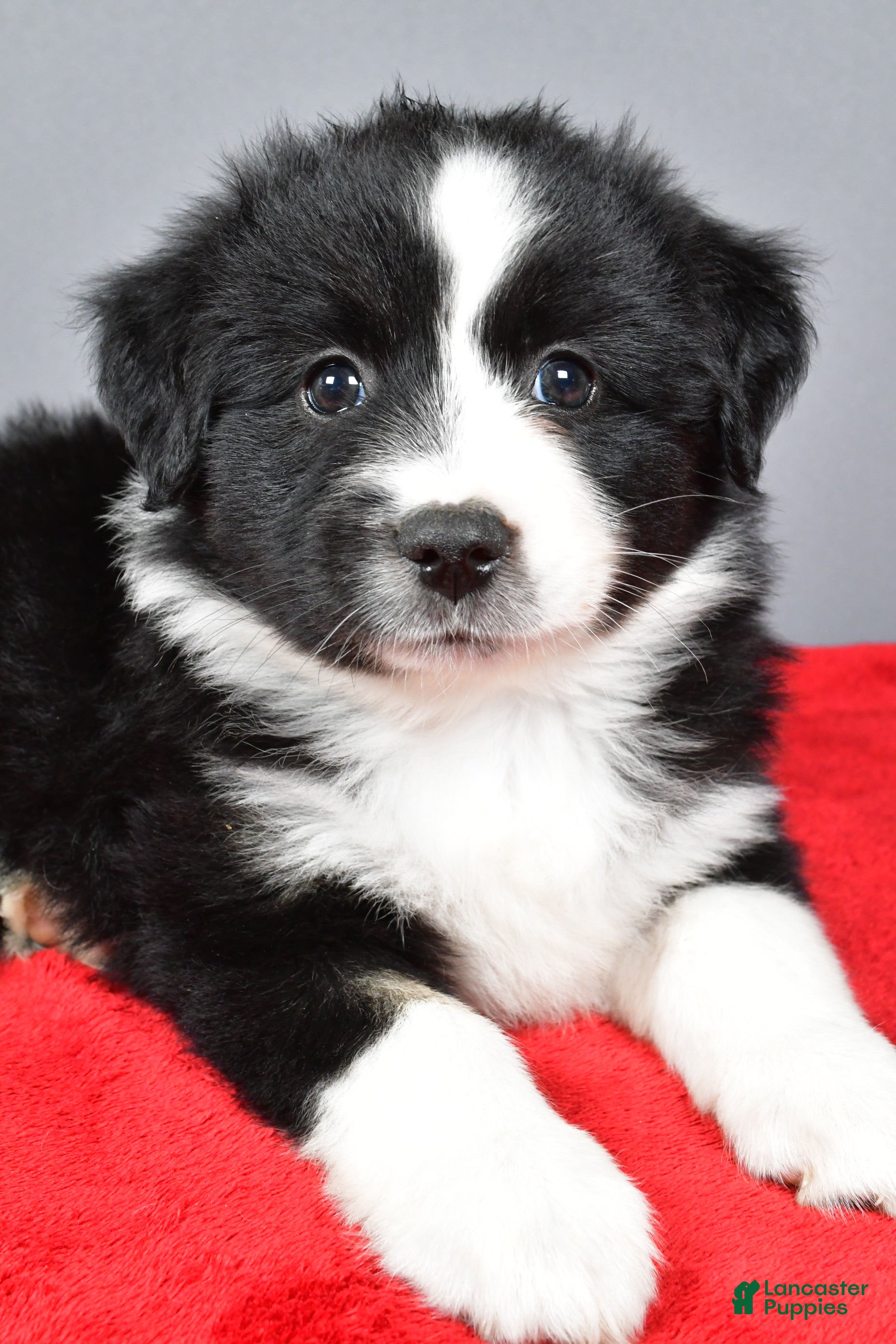 Miniature Australian Shepherd dogs Alice - Ad 2