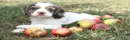 Cocker Spaniel dogs for sale: Carson - Ad 2