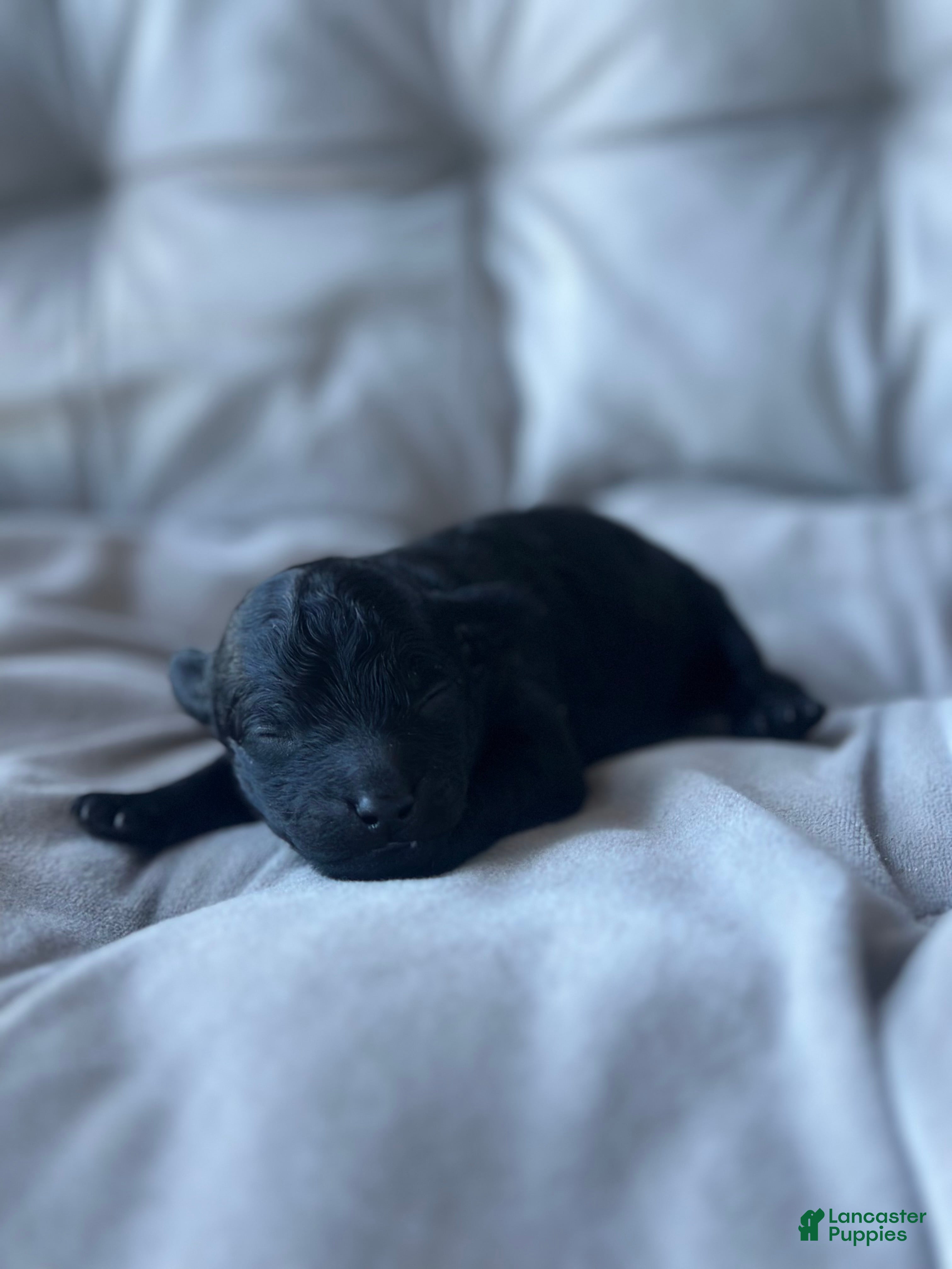 Toy Poodle dogs AKC Coal - Ad 8