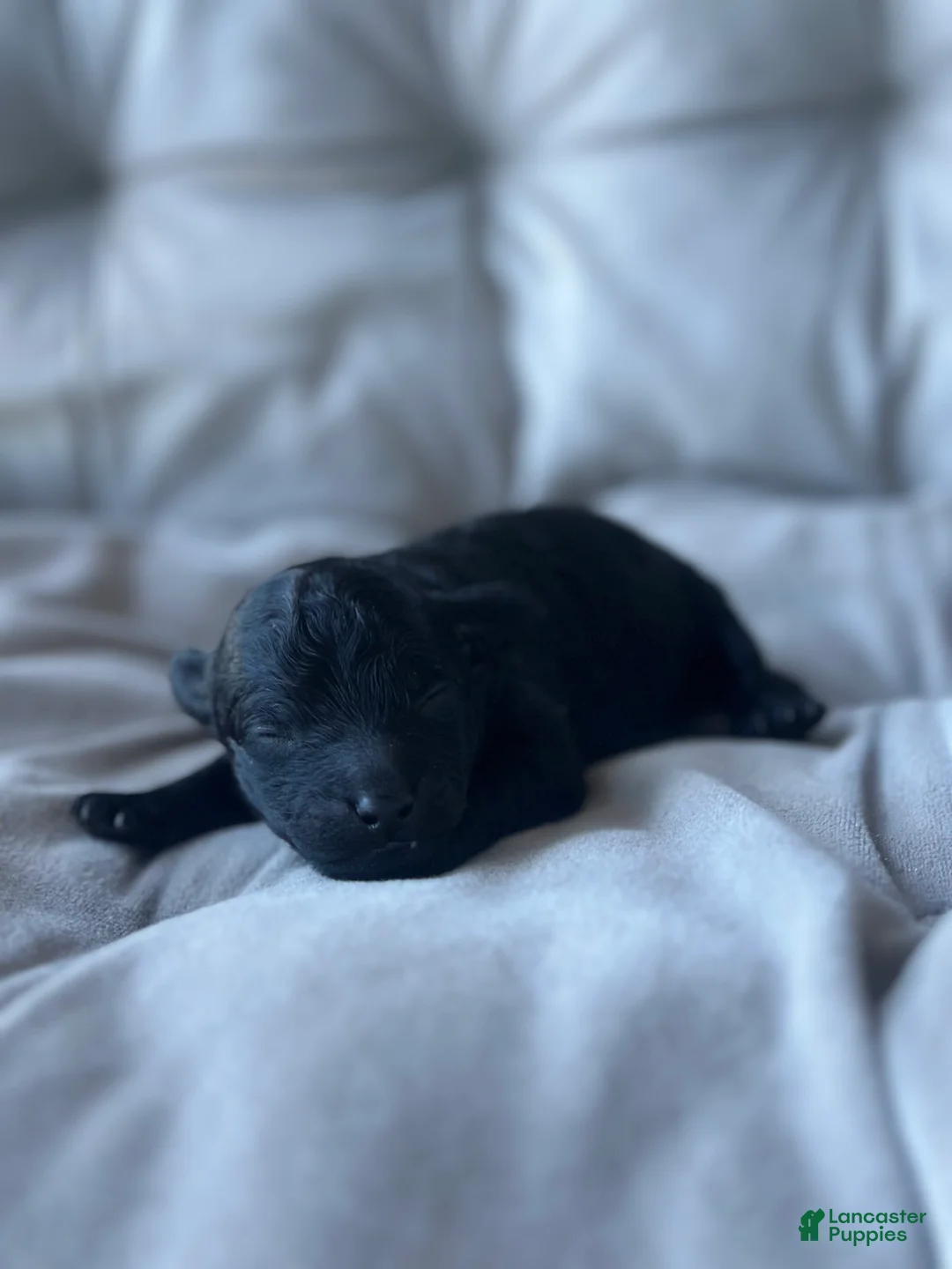 Toy Poodle dogs for sale: AKC Coal - Ad 1