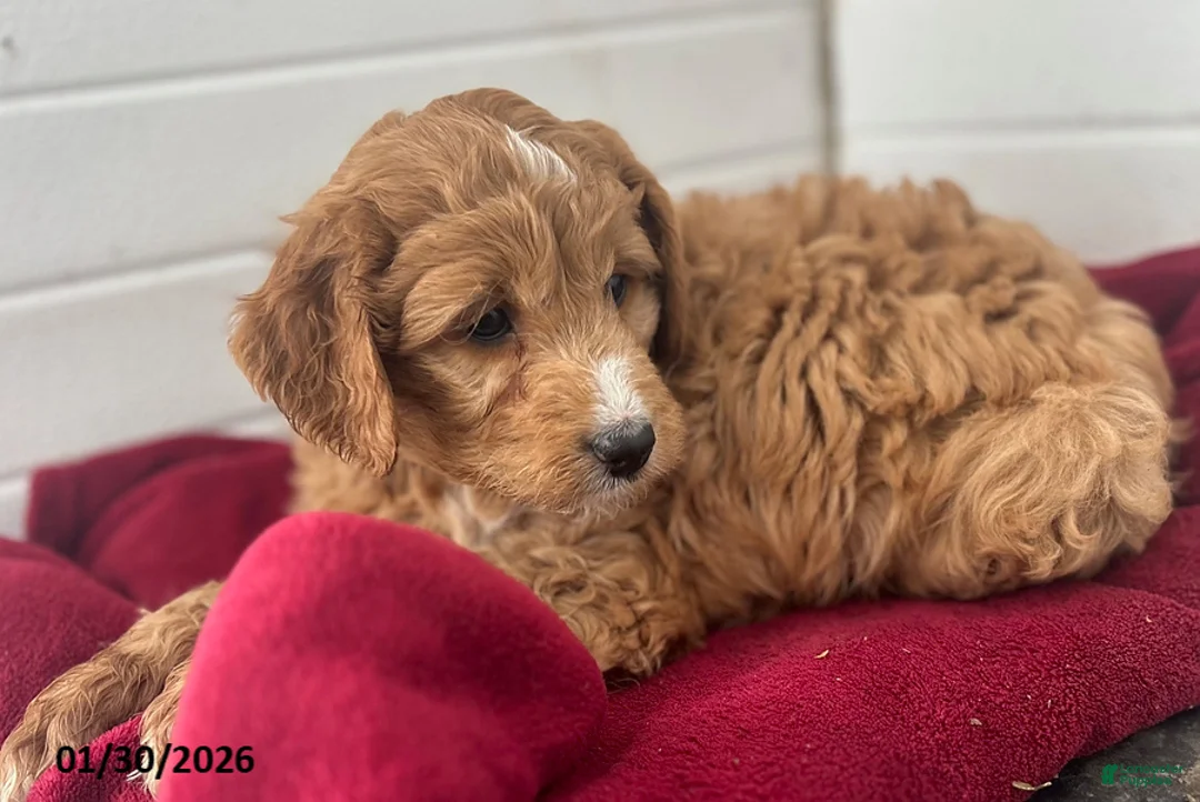 Mini Goldendoodle dogs for sale: Teddy - Ad 1