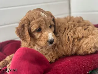 Mini Goldendoodle dogs Teddy - Ad 34