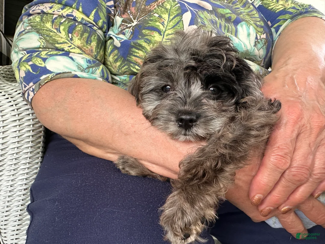 Cavapoo dogs for stud: TINY DOG - Ad 6