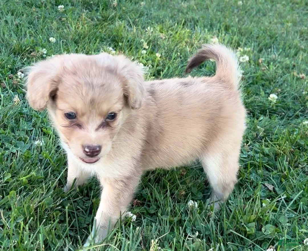 Mixed Breed dogs for sale: Stryker - Ad 11