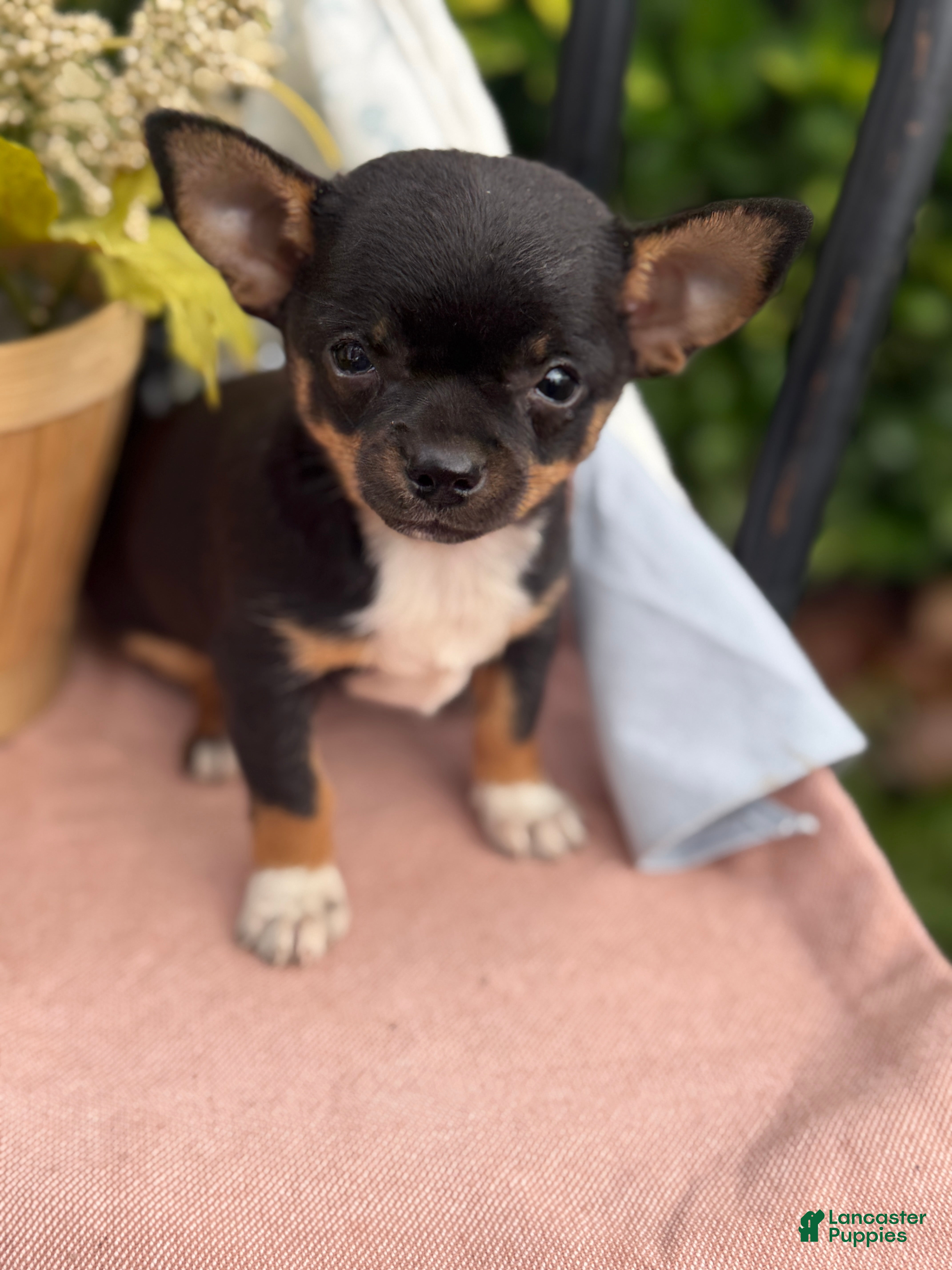 Chihuahua dogs Lacey - Ad 2