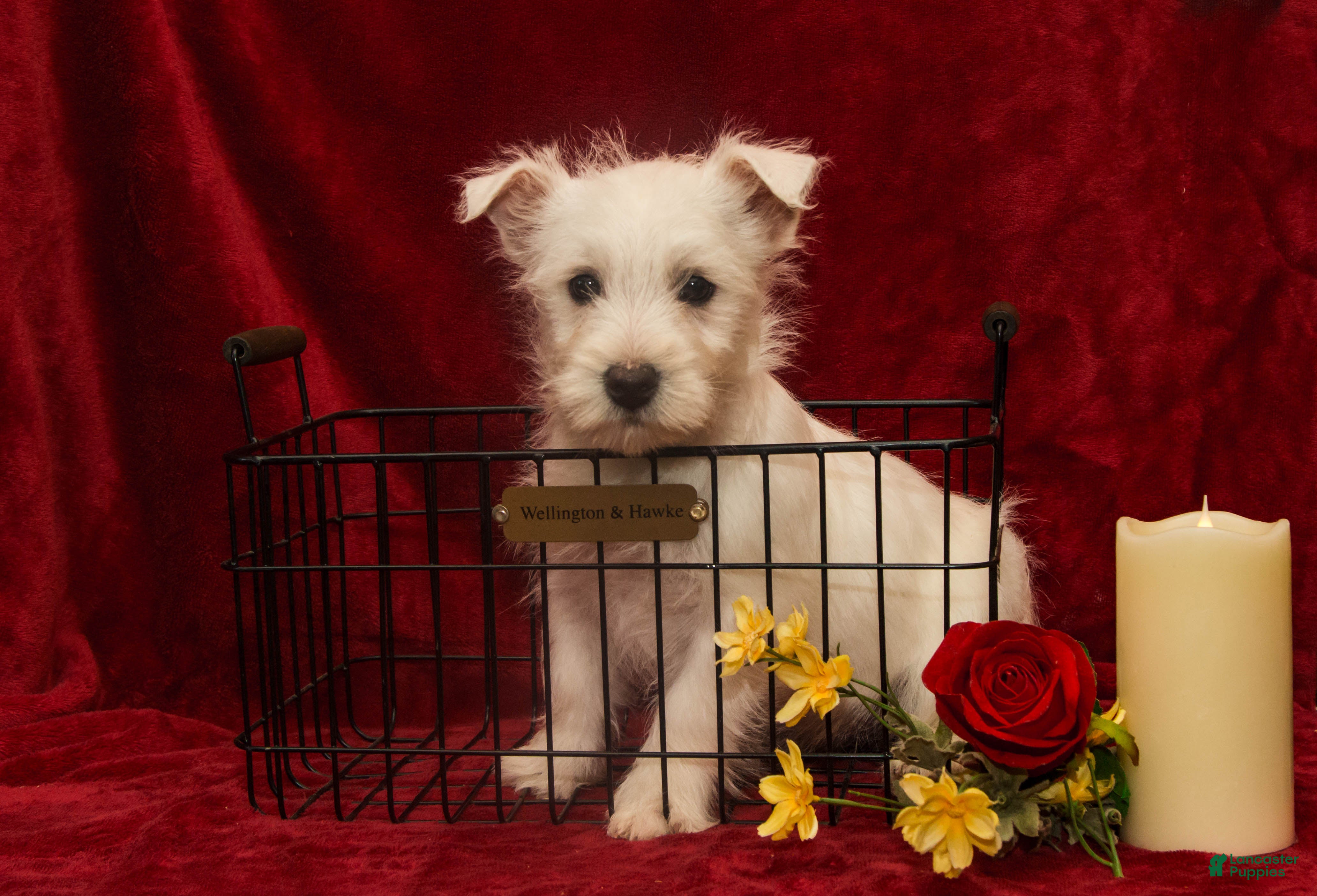 West Highland Terrier dogs Prancer - Ad 10