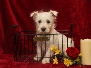 West Highland Terrier dogs Prancer - Ad 10