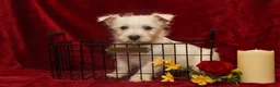 West Highland Terrier dogs for sale: Prancer - Ad 1