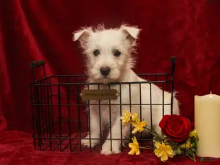 West Highland Terrier dogs Prancer - Ad 10