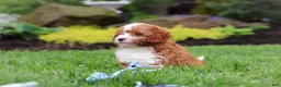 Cavapoo dogs for sale: Frankie - Ad 3