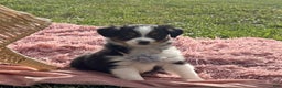 Miniature Australian Shepherd dogs for sale: Tango - Ad 19