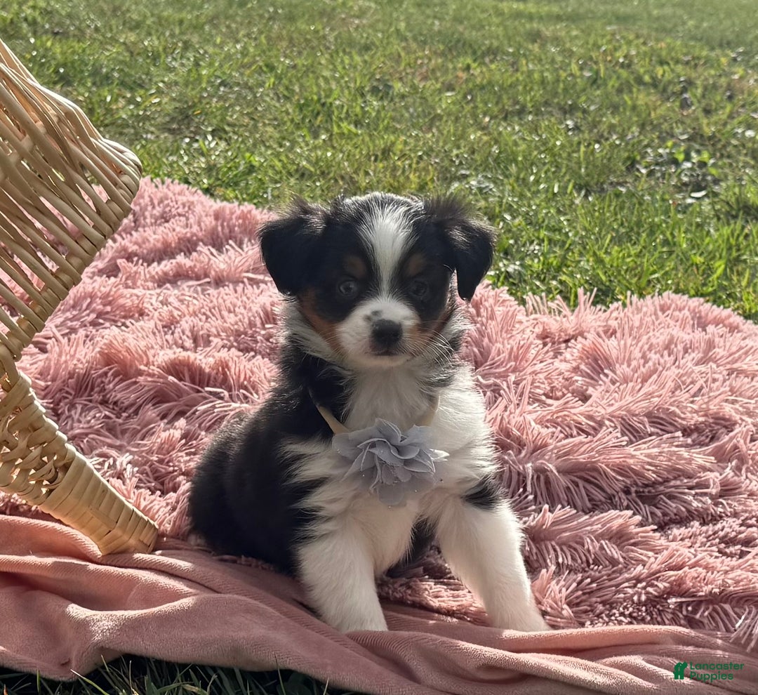 Miniature Australian Shepherd dogs for sale: Tango - Ad 19